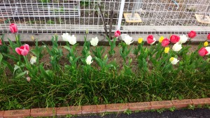 接骨院チューリップ