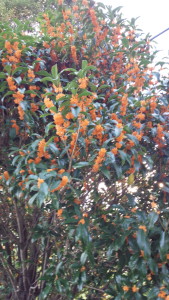 %e9%87%91%e6%9c%a8%e7%8a%80